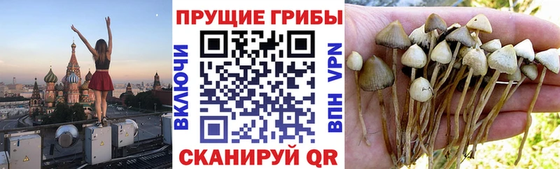 цена   Переславль-Залесский  Галлюциногенные грибы GOLDEN TEACHER 